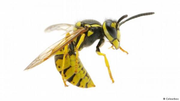 الدبابير تزعجك؟ اتبع هذه الخطوات لتحاشيها