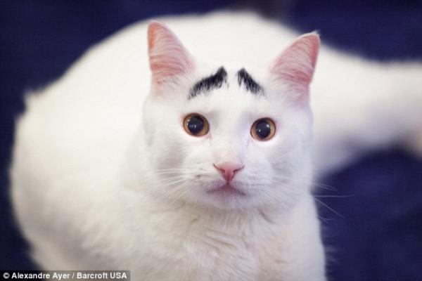 بالصور والفيديو.. قط يحقق شهرة واسعة بسبب حواجبه الغريبة!