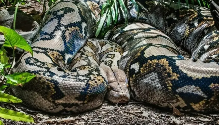 استفاقت على كابوس حيّ: ثعبان ضخم يلتفّ على صدر امرأة أسترالية أثناء نومها!