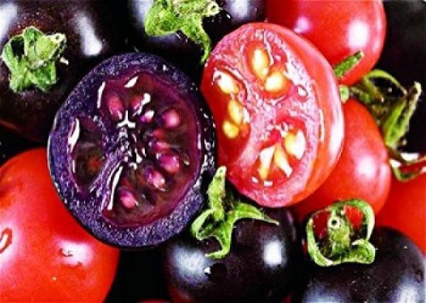 علماء يبتكرون طماطم بنفسجية تحارب السرطان