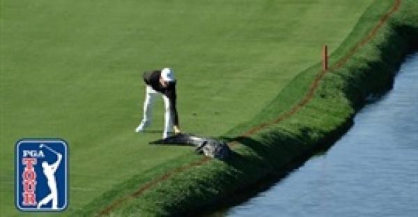 بالفيديو.. لاعب شجاع يضرب تمساحا للخروج من ملعب جولف