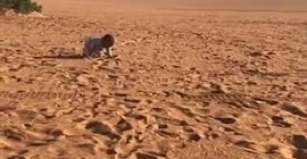 عائلة تترك طفلها وحيدا في البر تثير ضجة (فيديو)