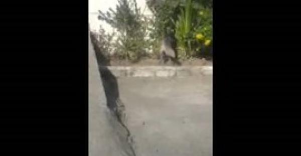 بالفيديو.. ضبع مفترس يتجول في شوارع جدة بالسعودية