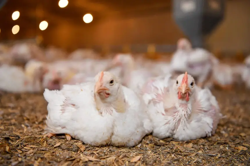 مربو الدجاج الأبيض يطالبون بإعفاءات ضريبية لتخفيض الأسعار