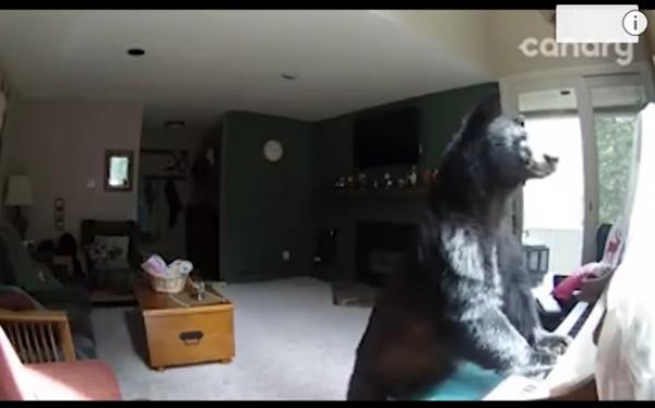 بالفيديو: دب يقتحم منزلاً في كولورادو ويعزف على البيانو