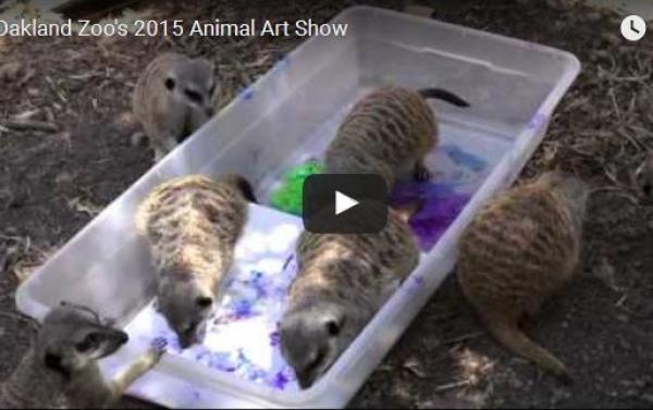 بالفيديو: حديقة تكتشف مواهب الحيوانات الفنية