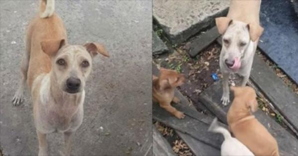 فيديو مؤثر لكلبة جائعة ترفض تناول الطعام وتقدمه لصغارها