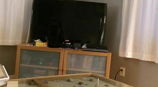  القطة متخفية في غرفة الجلوس (دايلي ميل) 