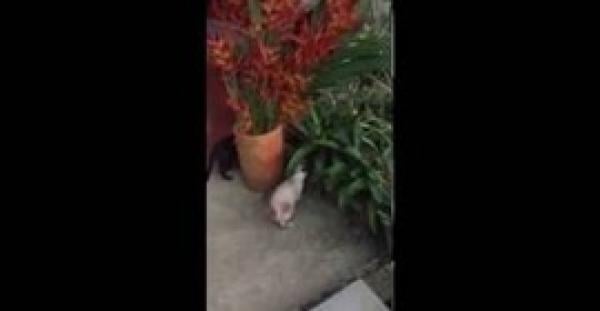 بالفيديو.. لقطات صادمة لقطة تصطاد ثعبانا