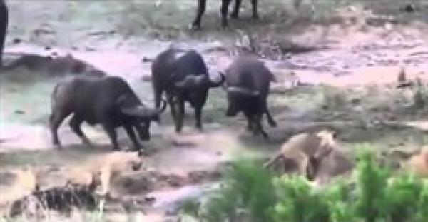 بالفيديو.. جاموس يحرر أحد أفراد القطيع من بين أنياب 4 أسود