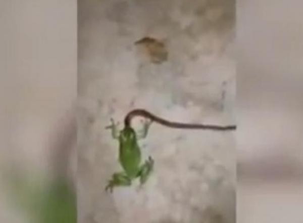 بالفيديو: ضفدع صغير يقلب الطاولة و يحاول التهام أفعى بايثون