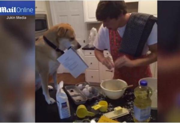 بالفيديو: هل هذا الكلب أفضل صديق للإنسان؟