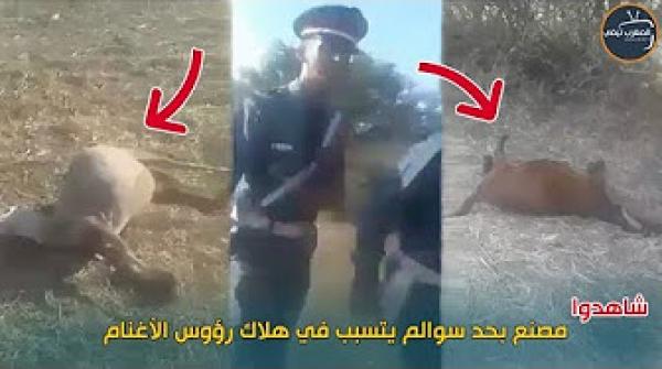 شاهد وفاة عشرات الأغنام والماعز بسبب نفايات سامة لأحد المصانع بحد السوالم