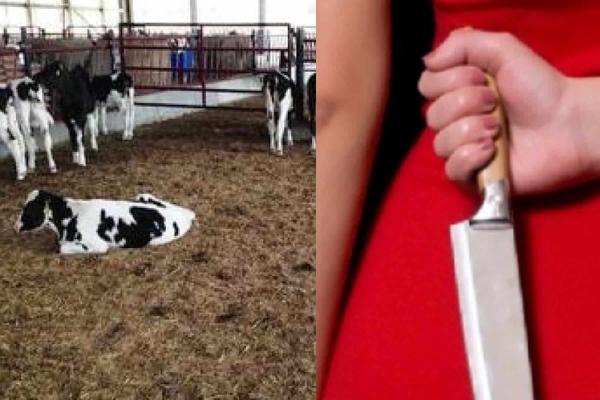 بسبب الزوجة الثانية.. يمنية تقتل زوجها وتدفنه في حظيرة أبقار