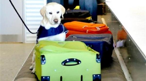 الشرطة الأسترالية تعطي راكبة بمطار سيدني حقيبة متفجرات بدلاً من حقيبتها