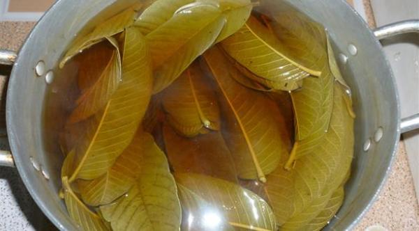 أوراق الجوافة حل رائع لمقاومة التجاعيد وحب الشباب