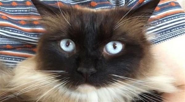 جائزة مغرية للقبض على قاتل متسلسل للقطط