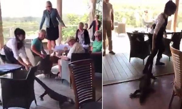 بالفيديو: نادلة تجر سحلية ضخمة من ذيلها خارج المطعم