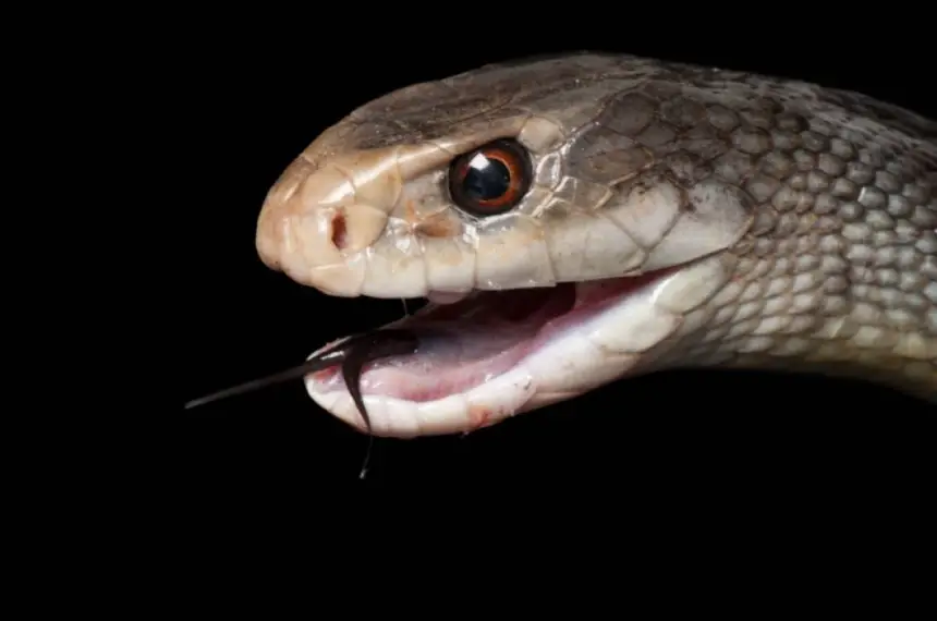 ثعبان أسترالي يحطم رقماً قياسياً بسم يكفي لقتل 400 شخص