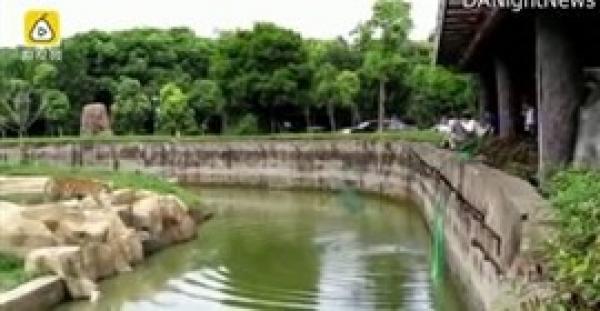 بالفيديو.. كلب كاد ينهي حياته بالقفز داخل قفص للنمور