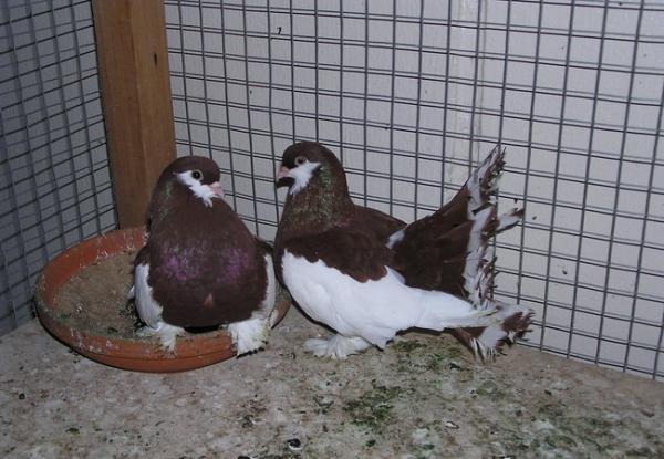 فتاوى لمربي الحيوانات