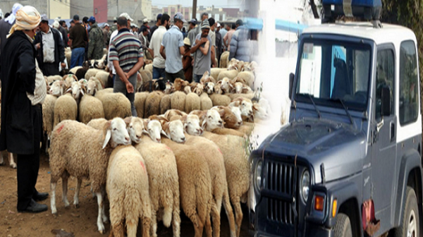 اعتقال لصوص متلبسين بسرقة قطيع من الماشية وهكذا وقعوا في قبضة رجال الدرك الملكي