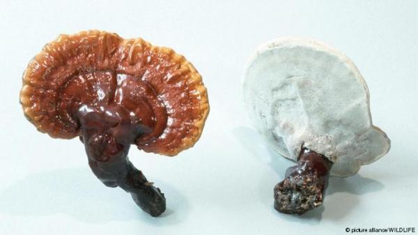 الفطر الريشي - الغذاء الصحي المميز لحياة أفضل