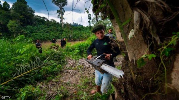 هذه هي أغلى شجرة في العالم