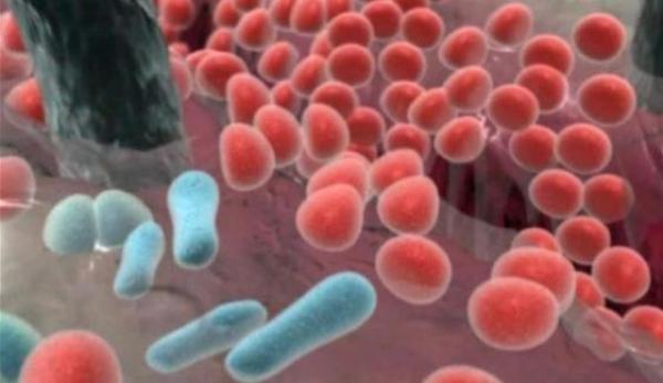 دراسة: الميكروبات الهضمية تختلف باختلاف المناطق المناخية