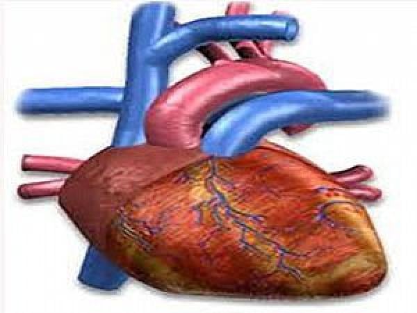 اكتشاف "بروتين" قادر على مساعدة القلب فى ضخ الدم اللازم للجسم