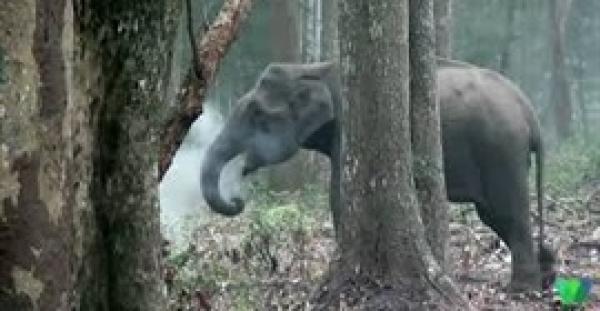 لقطات غريبة لفيل ينفث الدخان تثير الحيرة (فيديو)