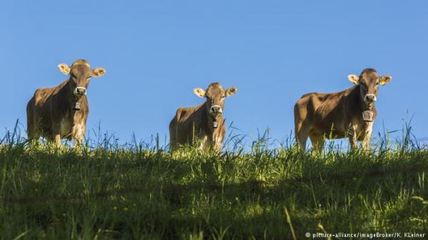 شابة عشرينية تطلق سراح 200 بقرة وتهرب عارية!