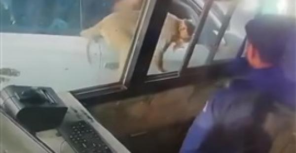 أغرب عملية سطو.. قرد يهاجم صاحب كشك ويسرق أمواله