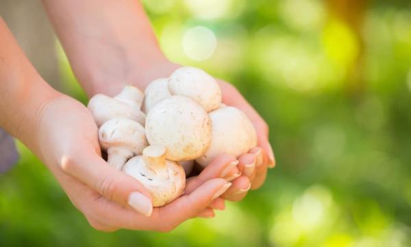 فوائد يجهلها العديدون عن الفطر