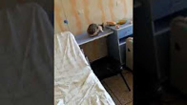 قط يتغذى على أكل المرضى داخل المستشفى الجهوي ببني ملال