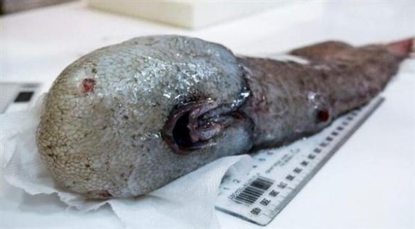 بالفيديو: باحثون يكتشفون سمكة بلا وجه