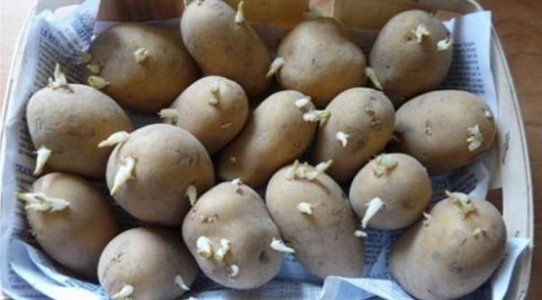 احذر درنات البطاطس فهي تحتوي على سم