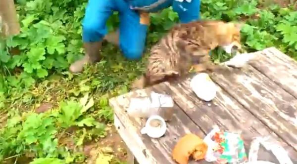 بالفيديو.. مليون مشاهدة لقط ذكي يتغلب على 3 رجال