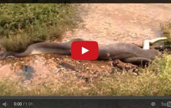 بالفيديو: لحظة ابتلاع ثعبان لتمساح في أستراليا