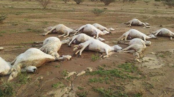 على بعد أيام من عيد الأضحى.. نفوق عشرات الأغنام بالحوز والسبب...