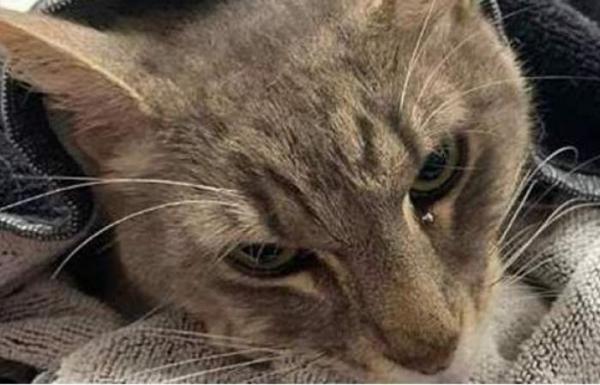 قط يضحي بحياته في صراع مع ثعبان لانقاذ طفلين صغيرين