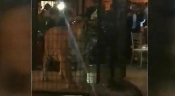بالفيديو: نمر متوحش يشترك في حفل نهاية العام بمدرسة أمريكية