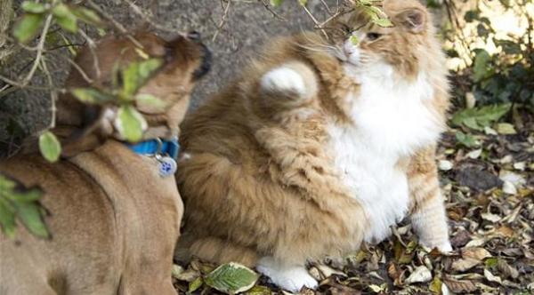 كلب يتولى مهمة تدريب أثقل قط بريطاني