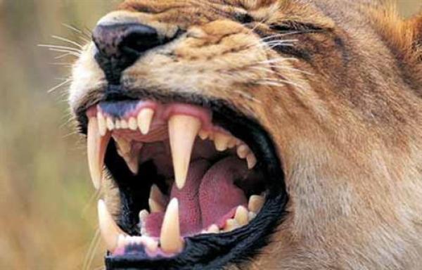 طفلة تعود للحياة بعد خروجها من فم أسد جبلي