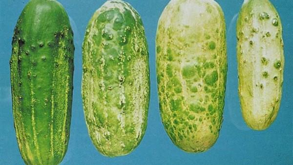 "تبرقش الخيار" فيروس نباتي يساعد على جذب حشرات التلقيح