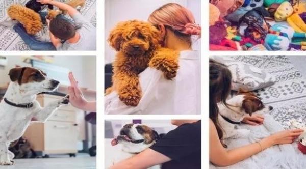 وظيفة يحلم بها الكثيرون...إلعب مع الكلاب مقابل  30 ألف دولار