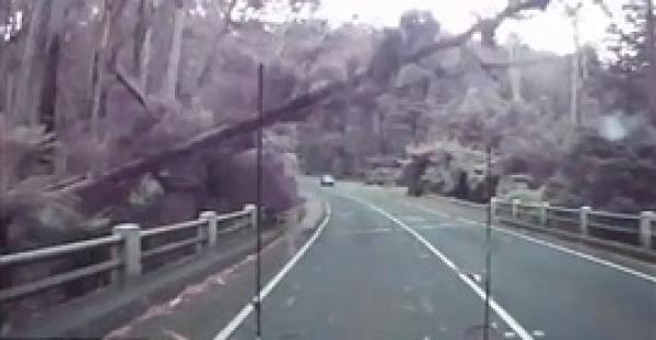 بالفيديو والصور.. سائق ينجو من سقوط 7 أشجار على طريق سريع بأستراليا