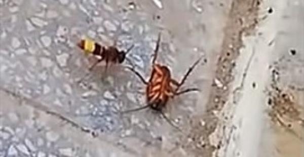 معركة بين دبور وصرصور تنتهي بمفاجأة (فيديو )