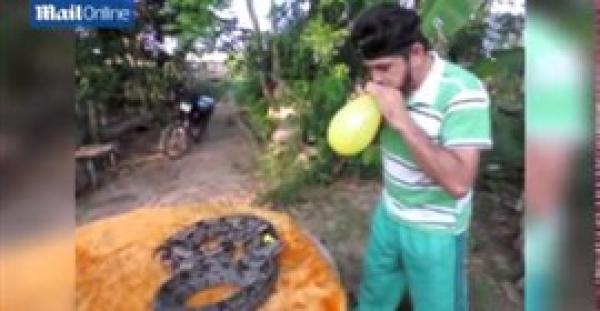 بالفيديو.. شاهد كيف تفجر الأفاعي البالونات