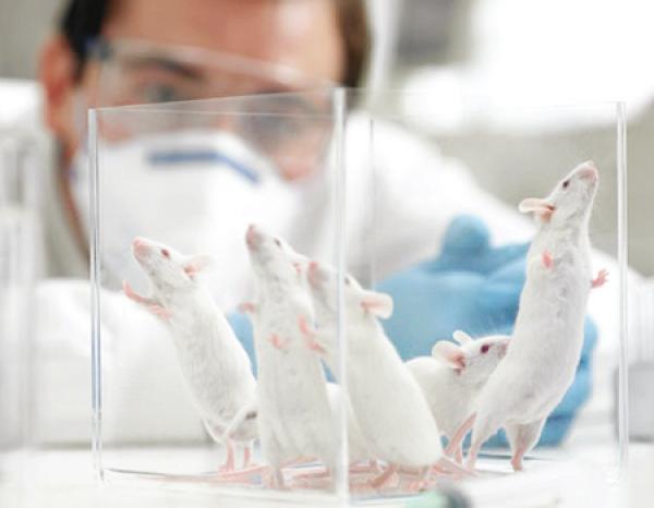 السيطرة على عقول فئران عن بعد أصبحت ممكنة